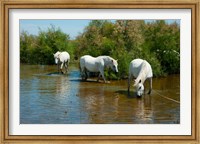 Framed Three Camargue white horses in a lagoon,  Camargue, Saintes-Maries-De-La-Mer, Provence-Alpes-Cote d'Azur, France