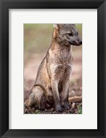 Framed Close-up of a Crab-Eating fox, Three Brothers River, Meeting of the Waters State Park, Pantanal Wetlands, Brazil