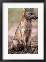 Framed Close-up of a Crab-Eating fox, Three Brothers River, Meeting of the Waters State Park, Pantanal Wetlands, Brazil