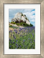 Framed Lavender field in front of ruins of fortress on a rock, Les Baux-de-Provence, Provence-Alpes-Cote d'Azur, France