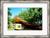 Framed Mechanical Harvester dislodging Cherries into large plastic tub, Provence-Alpes-Cote d'Azur, France