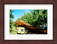 Framed Mechanical Harvester dislodging Cherries into large plastic tub, Provence-Alpes-Cote d'Azur, France