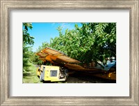 Framed Mechanical Harvester dislodging Cherries into large plastic tub, Provence-Alpes-Cote d'Azur, France