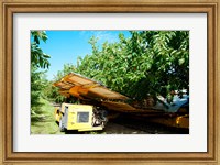 Framed Mechanical Harvester dislodging Cherries into large plastic tub, Provence-Alpes-Cote d'Azur, France
