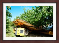 Framed Mechanical Harvester dislodging Cherries into large plastic tub, Provence-Alpes-Cote d'Azur, France