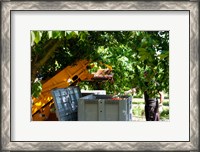 Framed Cherry Harvester, Cucuron, Vaucluse, Provence-Alpes-Cote d'Azur, France