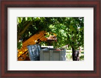 Framed Cherry Harvester, Cucuron, Vaucluse, Provence-Alpes-Cote d'Azur, France