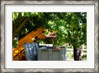 Framed Cherry Harvester, Cucuron, Vaucluse, Provence-Alpes-Cote d'Azur, France