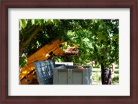 Framed Cherry Harvester, Cucuron, Vaucluse, Provence-Alpes-Cote d'Azur, France