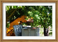 Framed Cherry Harvester, Cucuron, Vaucluse, Provence-Alpes-Cote d'Azur, France