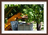 Framed Cherry Harvester, Cucuron, Vaucluse, Provence-Alpes-Cote d'Azur, France