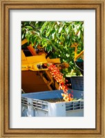 Framed Harvesting Cherries, Cucuron, Vaucluse, Provence-Alpes-Cote d'Azur, France