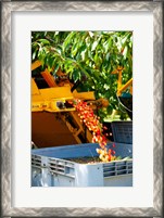 Framed Harvesting Cherries, Cucuron, Vaucluse, Provence-Alpes-Cote d'Azur, France