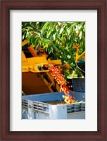 Framed Harvesting Cherries, Cucuron, Vaucluse, Provence-Alpes-Cote d'Azur, France