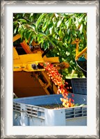 Framed Harvesting Cherries, Cucuron, Vaucluse, Provence-Alpes-Cote d'Azur, France