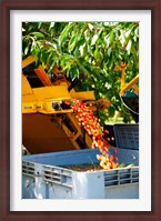 Framed Harvesting Cherries, Cucuron, Vaucluse, Provence-Alpes-Cote d'Azur, France
