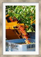 Framed Harvesting Cherries, Cucuron, Vaucluse, Provence-Alpes-Cote d'Azur, France