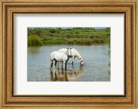 Framed Two Camargue White Horses in a Lagoon, Camargue, Saintes-Maries-De-La-Mer, Provence-Alpes-Cote d'Azur, France (horizontal)