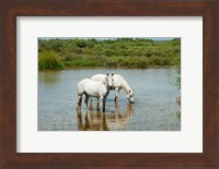 Framed Two Camargue White Horses in a Lagoon, Camargue, Saintes-Maries-De-La-Mer, Provence-Alpes-Cote d'Azur, France (horizontal)