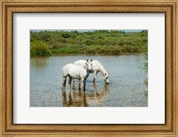 Framed Two Camargue White Horses in a Lagoon, Camargue, Saintes-Maries-De-La-Mer, Provence-Alpes-Cote d'Azur, France (horizontal)