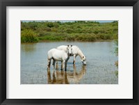 Framed Two Camargue White Horses in a Lagoon, Camargue, Saintes-Maries-De-La-Mer, Provence-Alpes-Cote d'Azur, France (horizontal)