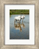 Framed Two Camargue White Horses in a Lagoon, Camargue, Saintes-Maries-De-La-Mer, Provence-Alpes-Cote d'Azur, France (vertical)