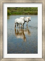 Framed Two Camargue White Horses in a Lagoon, Camargue, Saintes-Maries-De-La-Mer, Provence-Alpes-Cote d'Azur, France (vertical)