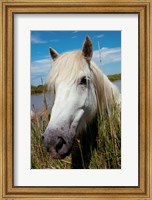 Framed Close up of White Camargue Horse, Camargue, Saintes-Maries-De-La-Mer, Provence-Alpes-Cote d'Azur, France
