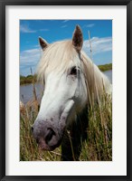 Framed Close up of White Camargue Horse, Camargue, Saintes-Maries-De-La-Mer, Provence-Alpes-Cote d'Azur, France