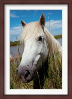 Framed Close up of White Camargue Horse, Camargue, Saintes-Maries-De-La-Mer, Provence-Alpes-Cote d'Azur, France