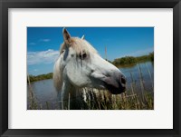 Framed White Camargue Horse with Head over Fence, Camargue, Saintes-Maries-De-La-Mer, Provence-Alpes-Cote d'Azur, France