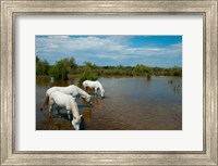 Framed Three white Camargue horses in a lagoon, Camargue, Saintes-Maries-De-La-Mer, Provence-Alpes-Cote d'Azur, France