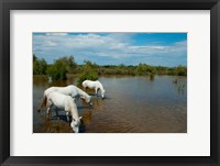 Framed Three white Camargue horses in a lagoon, Camargue, Saintes-Maries-De-La-Mer, Provence-Alpes-Cote d'Azur, France