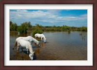 Framed Three white Camargue horses in a lagoon, Camargue, Saintes-Maries-De-La-Mer, Provence-Alpes-Cote d'Azur, France