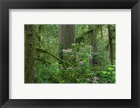 Framed Redwood trees and Rhododendron flowers in a forest, Jedediah Smith Redwoods State Park, Crescent City, California