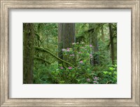 Framed Redwood trees and Rhododendron flowers in a forest, Jedediah Smith Redwoods State Park, Crescent City, California