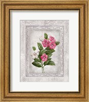Framed Floral III