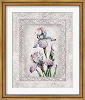 Framed Floral IV