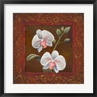Framed Orchid Study II