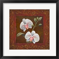 Orchid Study II Framed Print