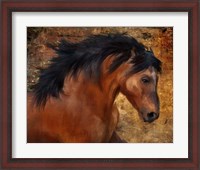 Framed Wild Horse