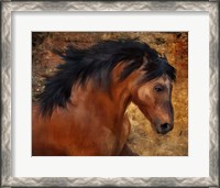 Framed Wild Horse