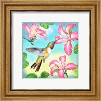 Framed Bahama Woodstar In Orchid Tree