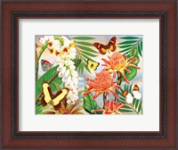 Framed Butterflies With Torch Ginger