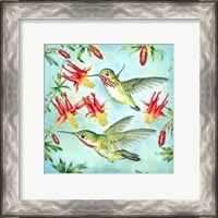 Framed Calliopes Hummingbirds