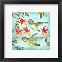Framed Calliopes Hummingbirds