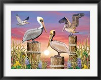 Framed Pelicans
