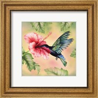 Framed Purple-Throated Carib