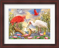 Framed Scarlet And White Ibis