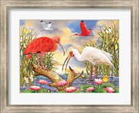 Framed Scarlet And White Ibis